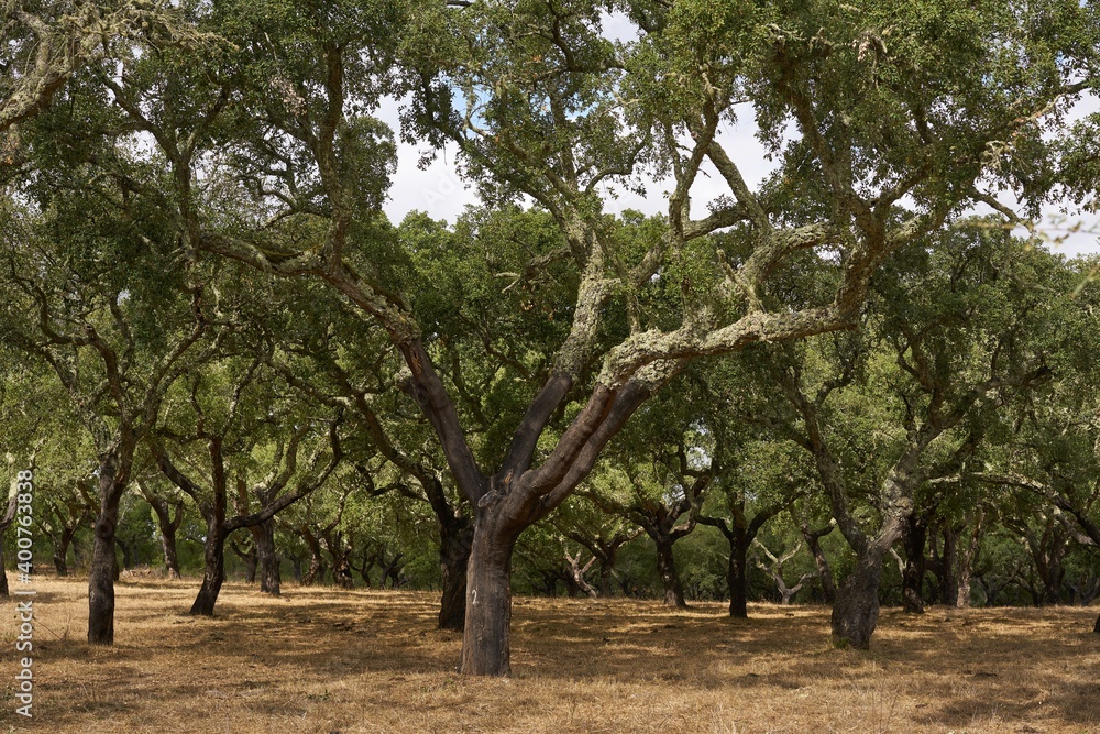 Cork trees in autumn fall in beautiful Alentejo nature landscape in Divor Dam, Portugal Cork trees in autumn fall in beautiful Alentejo nature landscape in Divor Dam, Portugal