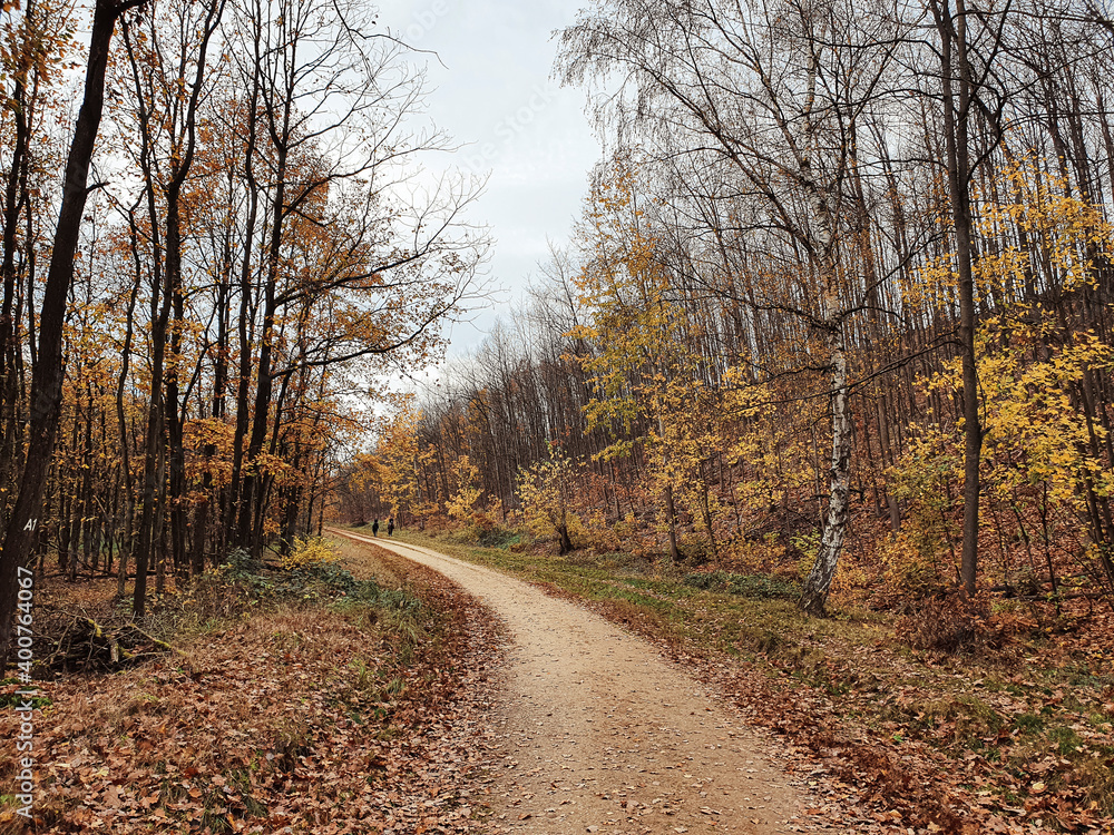 Königsdorfer Forst im Corona Herbst Königsdorfer Forst im Corona Herbst