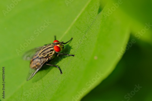 Selective focus Macro image of a housefly siting on green leaf