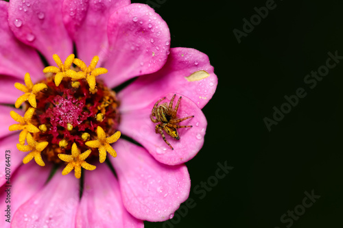 A spider siting on the petals of a pink flower