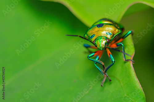 Selective focus Macro image with high dynamic range of a lone jewel bug with vibrant colors siting on a leaf 