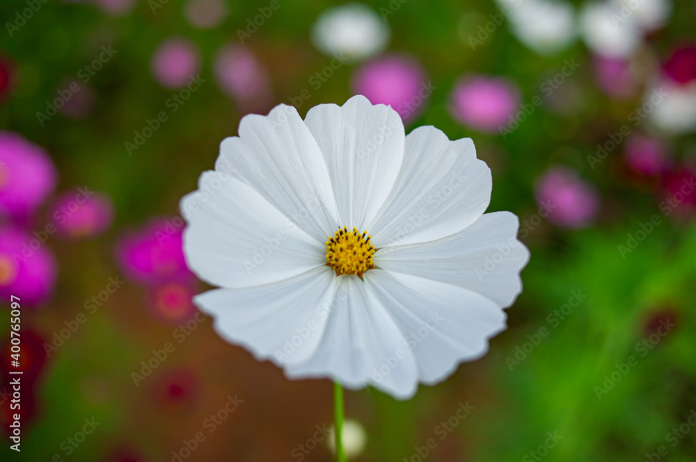 Bright white cosmos flower On a blurred background Bright white cosmos flower On a blurred background