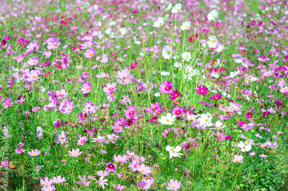 Colorful and beautiful cosmos field