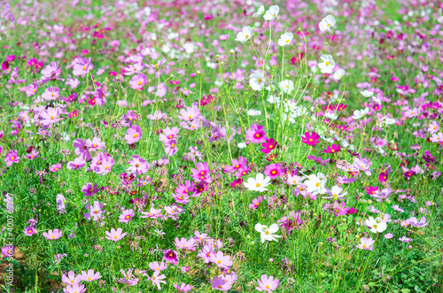 Colorful and beautiful cosmos field © Anan