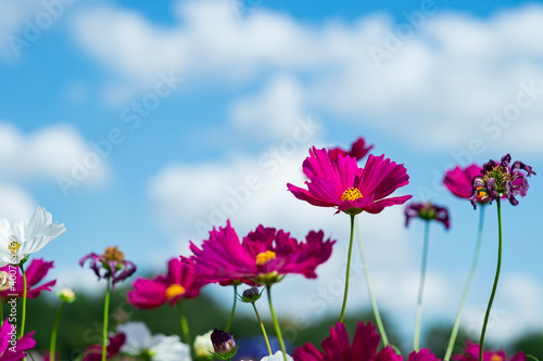 Colorful and beautiful cosmos flowers And a backdrop of blue sky and white clouds © Anan
