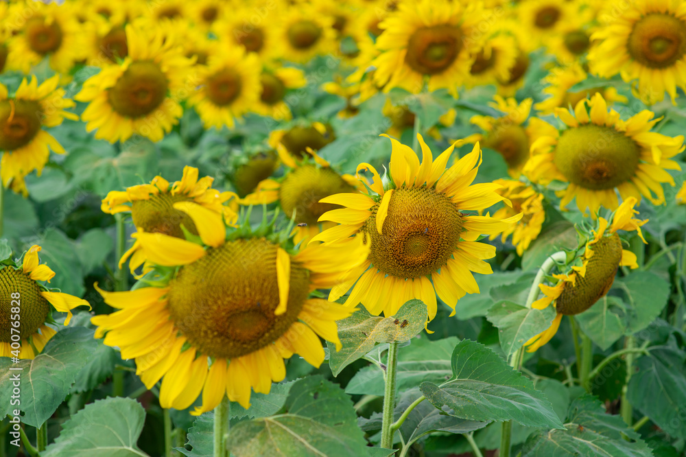 Many beautiful yellow sunflowers are blooming in the sunflower field.
