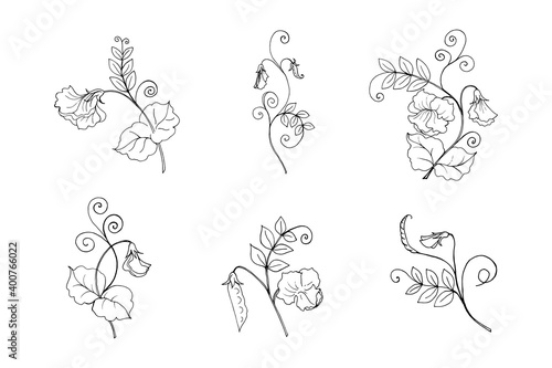 Sweet pea plant branches collection, vector botanical illustration in black outline. Six isolated elements for design directory, announcements, postcards, manual, invitations, posters.