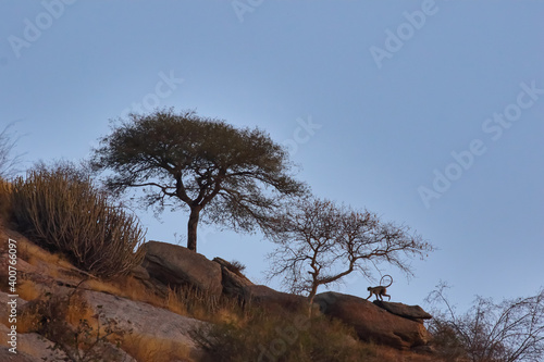 Foto Nature landscape scene with rocks, trees and a languor silhouette