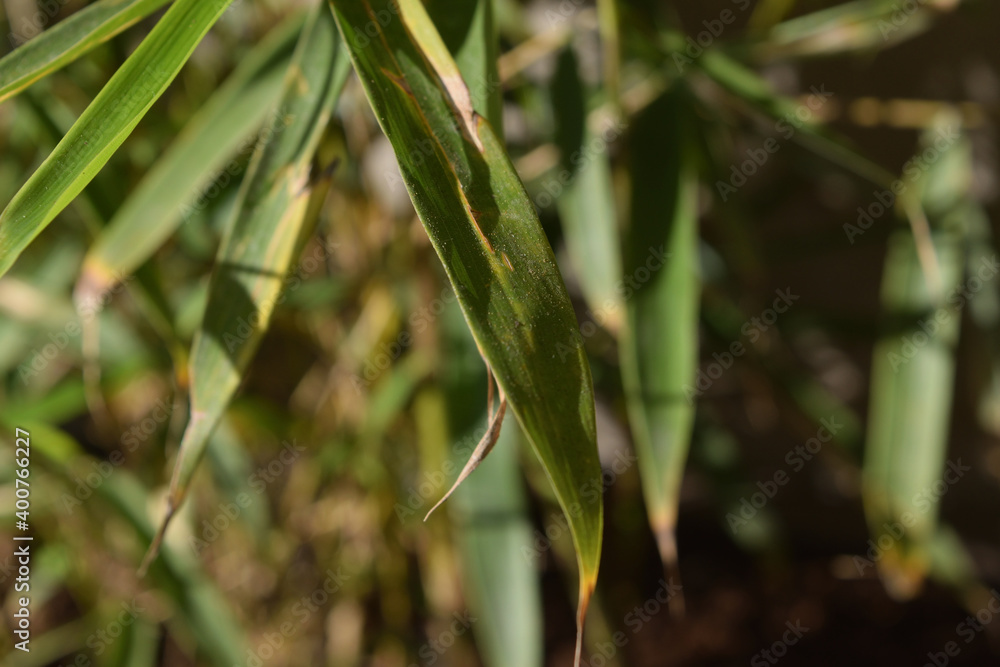 Close-up of a particular variety of bamboo called Fargesia rufa Close-up of a particular variety of bamboo called Fargesia rufa