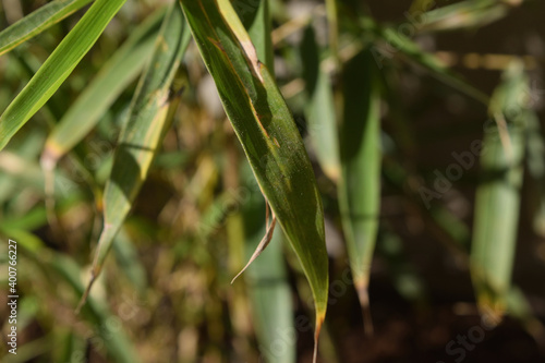 Close-up of a particular variety of bamboo called Fargesia rufa