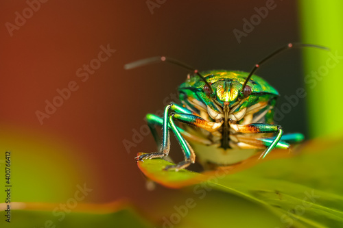 Close up Selective focus Macro image with high dynamic range of the under belly of a lone jewel bug with vibrant colors siting on a leaf  photo