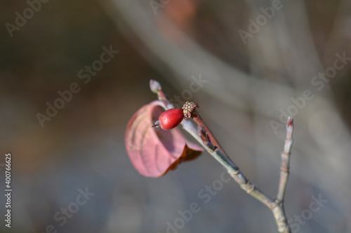 Flowering Dogwood Sweetwater