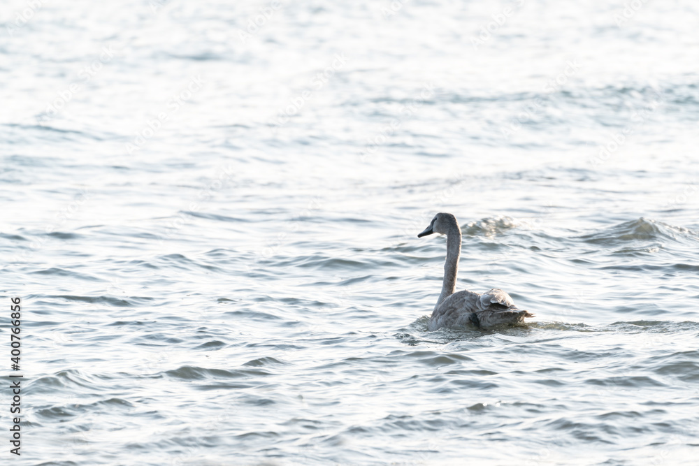 Fototapeta premium Wild swans on the sea
