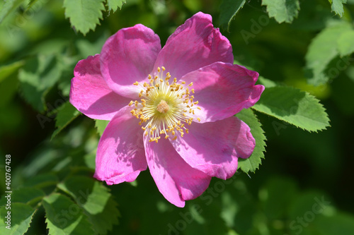 Alpine rose