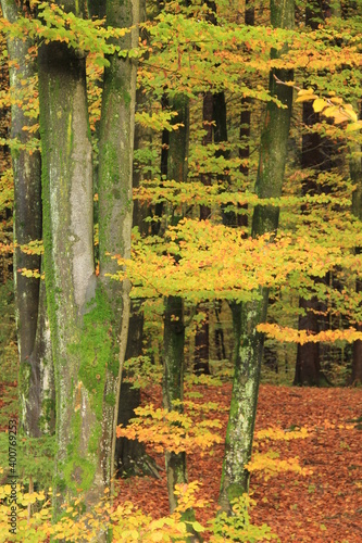 Intensive yellow and green leavesa on an autumn beech. photo