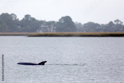 Dolphins, Beaufort, SC. 