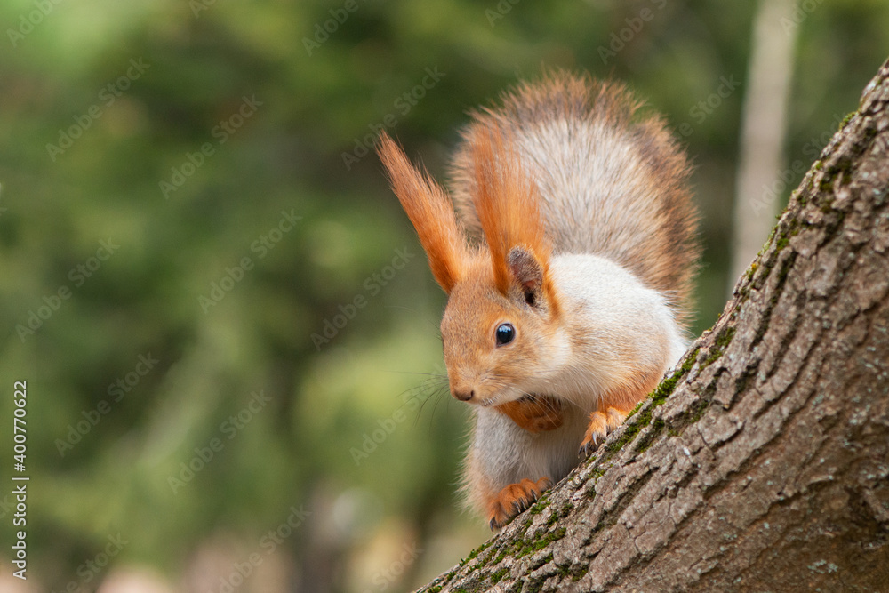Fototapeta premium A red squirrel sits on a tree and looks down. Sciurus vulgaris