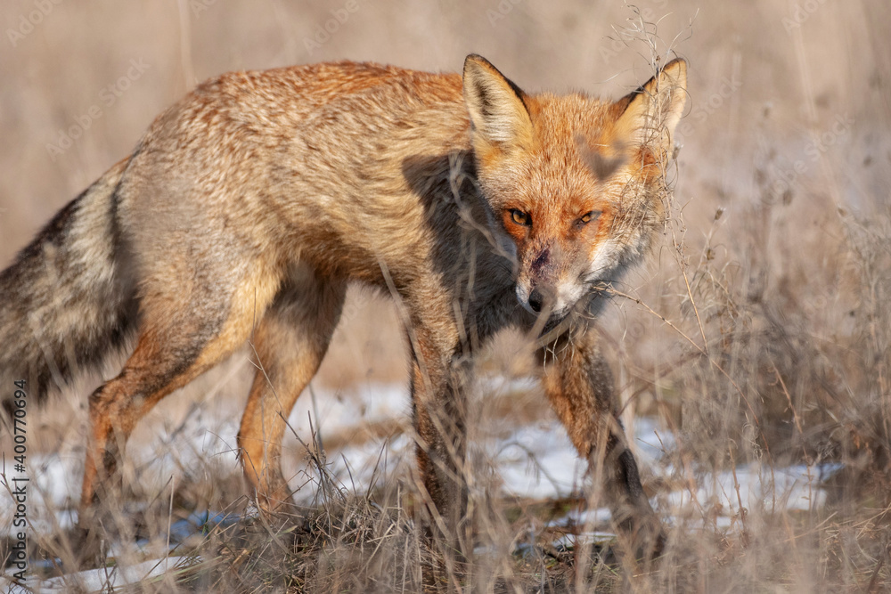 Red Fox Vulpes vulpes. Close up Red Fox Vulpes vulpes. Close up