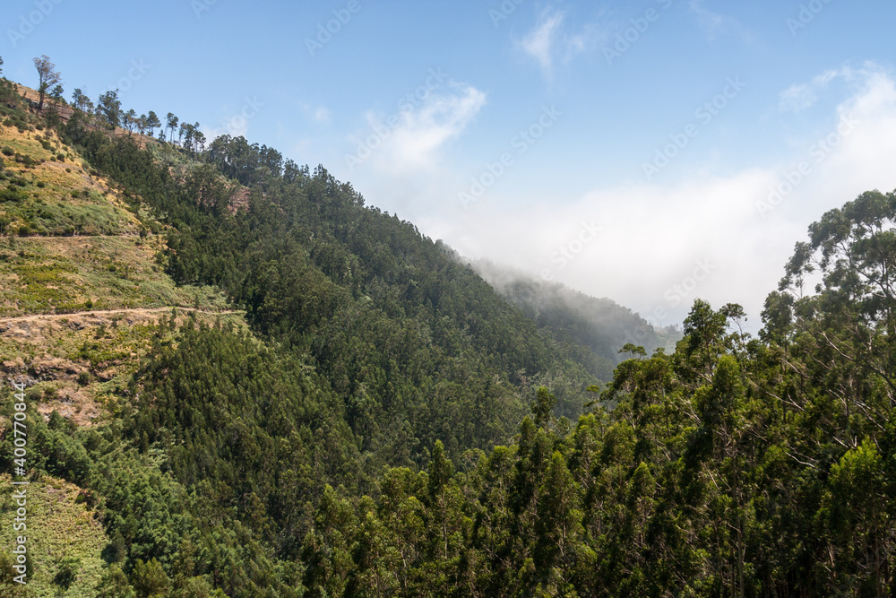 Urwald auf Madeira