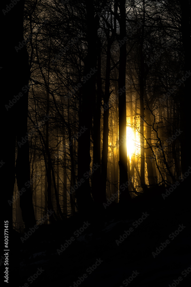 Sunrise through the forest. An amazing vista. Trees with backlight sun.