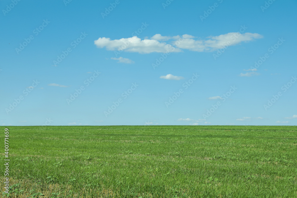 Picturesque view of green grass growing in field and blue sky Picturesque view of green grass growing in field and blue sky