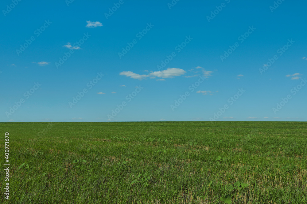 Picturesque view of green grass growing in field and blue sky Picturesque view of green grass growing in field and blue sky