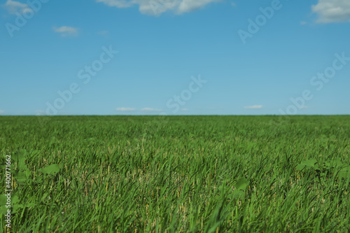 Picturesque view of green grass growing in field and blue sky
