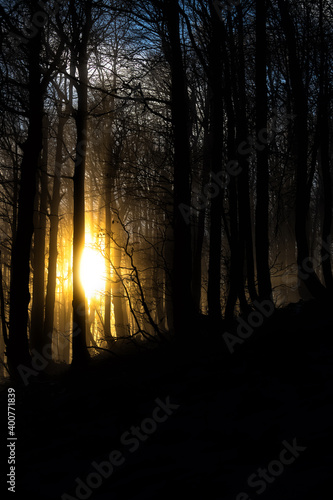 Sunrise through the forest. An amazing vista. Trees with backlight sun.