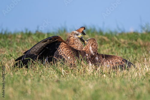 Rotmilane (Milvus milvus) streiten sich photo