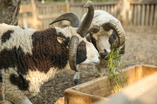 Obraz na plátně Beautiful Manx Loaghtan sheep in yard. Farm animal