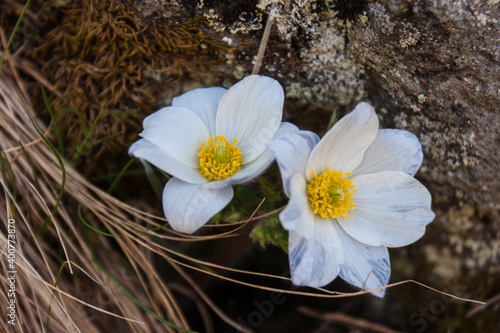 Anemone narcissiflora,grauson,cogne,val of aosta,italy photo