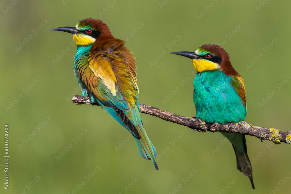Fototapeta premium Europese Bijeneter; European Bee-eater; Merops apiaster