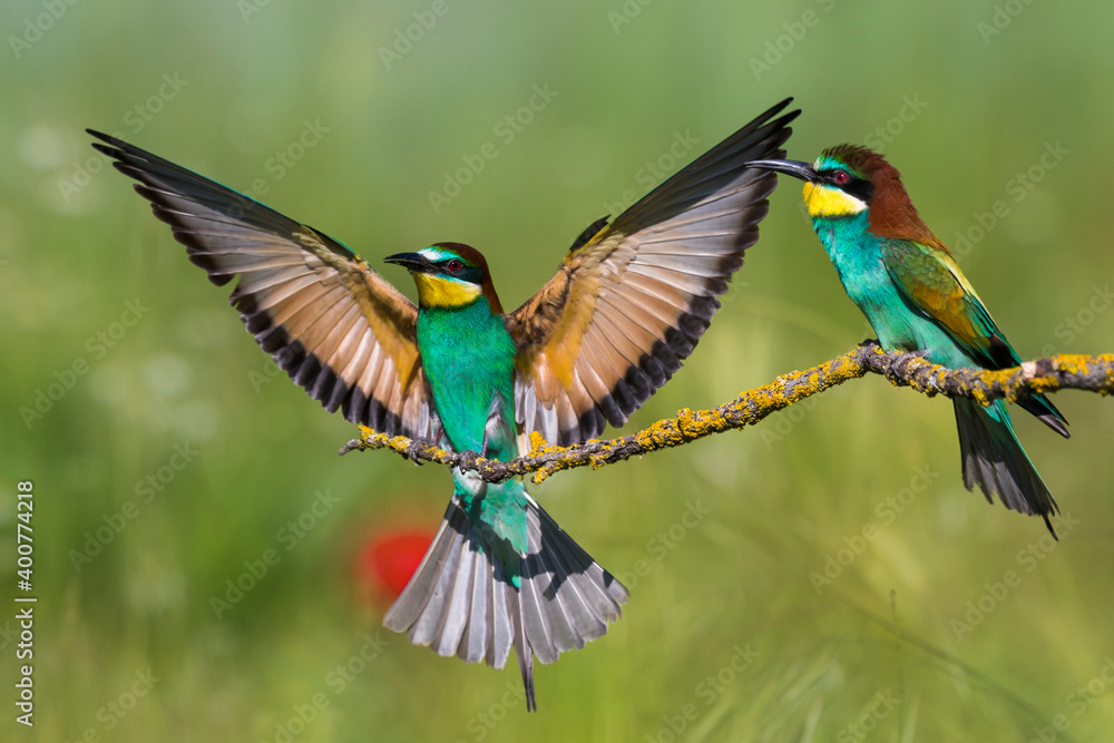 Europese Bijeneter; European Bee-eater; Merops apiaster Europese Bijeneter; European Bee-eater; Merops apiaster