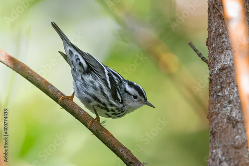 Bonte Zanger, Black-and-white Warbler, Mniotilta varia photo