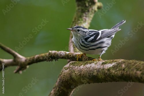 Bonte Zanger, Black-and-white Warbler, Mniotilta varia photo