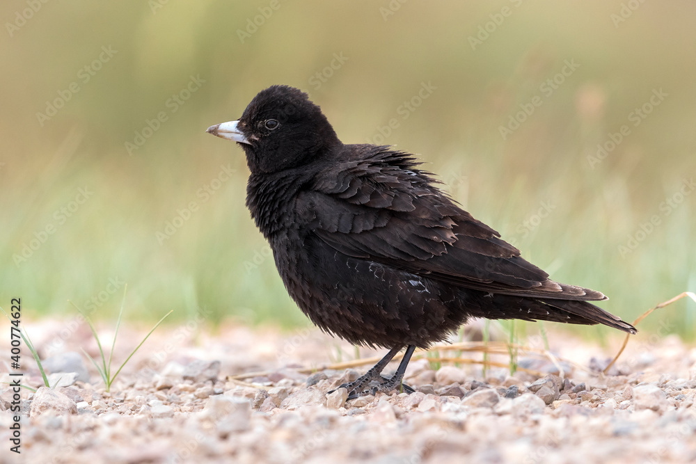 Zwarte Leeuwerik, Black Lark, Melanocorypha yeltoniensis