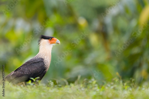 Crested Caracara (Caracara cheriway), Laguna del Lagarto, Costa Rica