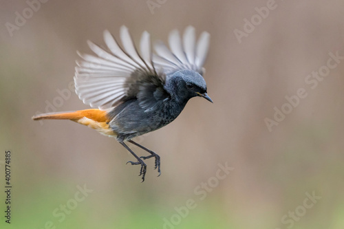 Zwarte Roodstaart; Black Redstart; Phoenicurus ochruros gibralta photo