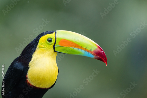 Portrait of a keel-billed toucan (Ramphastos sulfuratus) in Laguna del Lagarto, Costa Rica