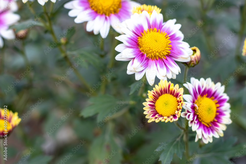 Fototapeta premium Aster alpinus or the alpine aster or alpine daisy flowers in the botanical garden