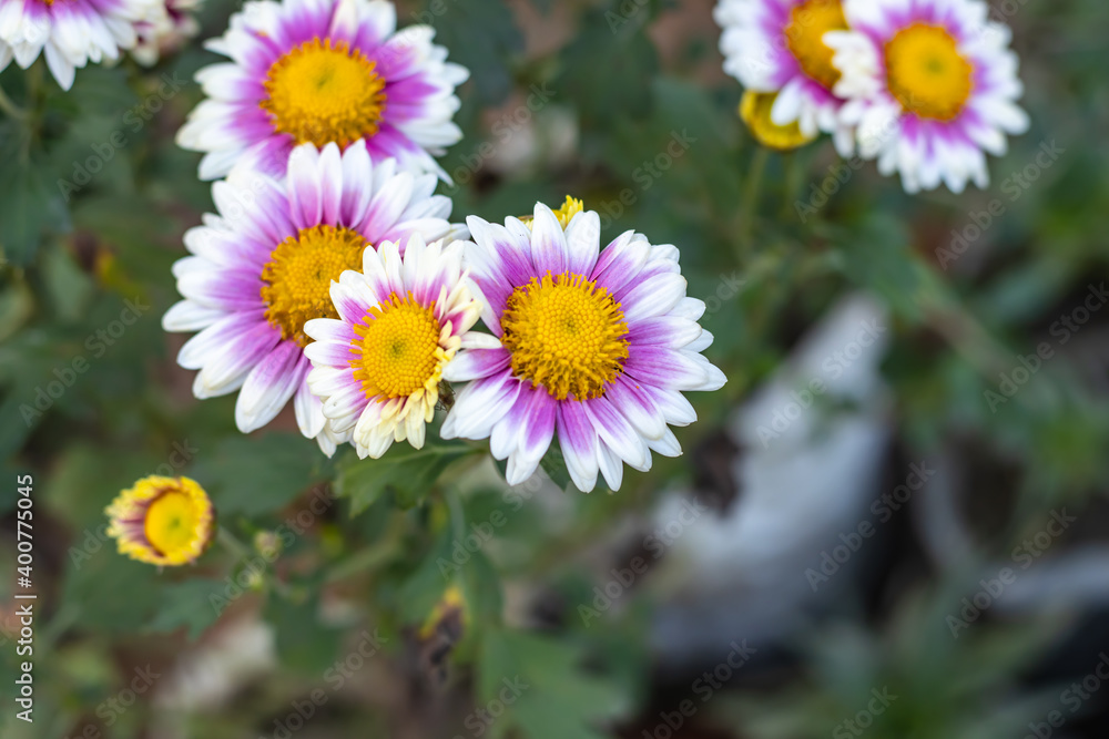 Beautiful bloomed Aster alpinus or the alpine aster or alpine daisy flowers in the home garden Beautiful bloomed Aster alpinus or the alpine aster or alpine daisy flowers in the home garden