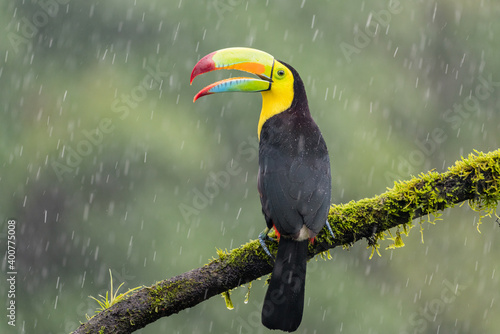 Fototapeta A keel-billed toucan (Ramphastos sulfuratus) perches on a tree branch in the rai
