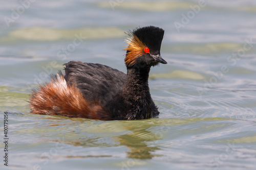 Geoorde Fuut, Black-necked Grebe, Podiceps nigricollis photo