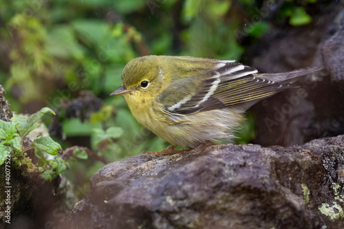 Zwartkopzanger; Blackpoll Warbler; Dendroica striata photo