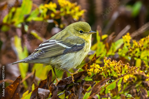 Zwartkopzanger; Blackpoll Warbler; Dendroica striata photo