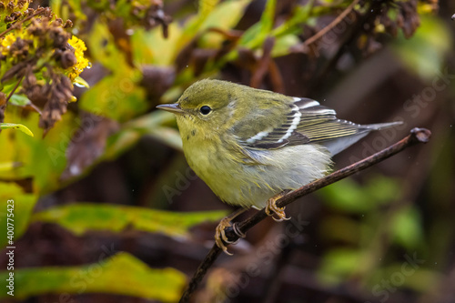 Zwartkopzanger; Blackpoll Warbler; Dendroica striata photo