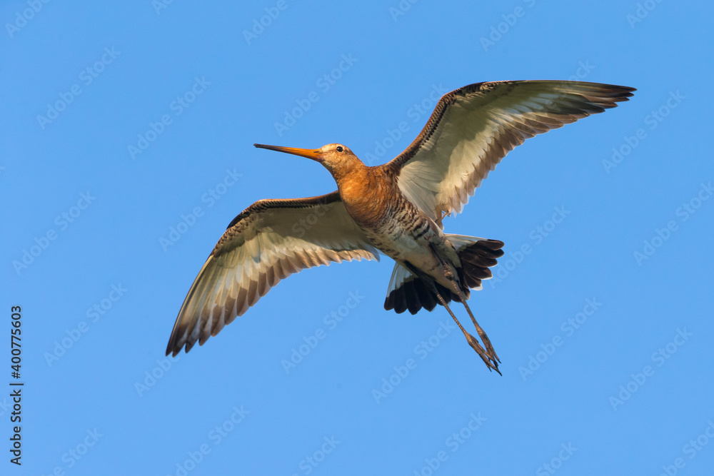 Fototapeta premium Grutto; Black-tailed Godwit; Limosa limosa