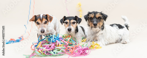 Three Party Dog. Jack Russell dogs ready for carnival