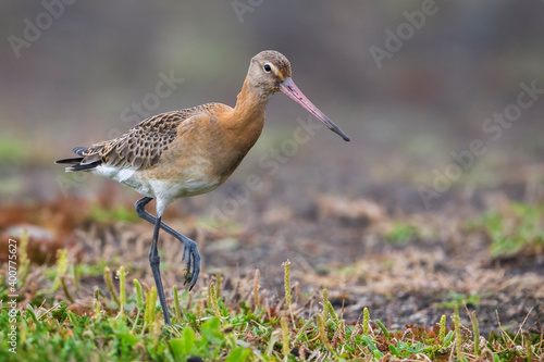 Obraz na płótnie Grutto, Black-tailed Godwit, Limosa limosa w salonie
