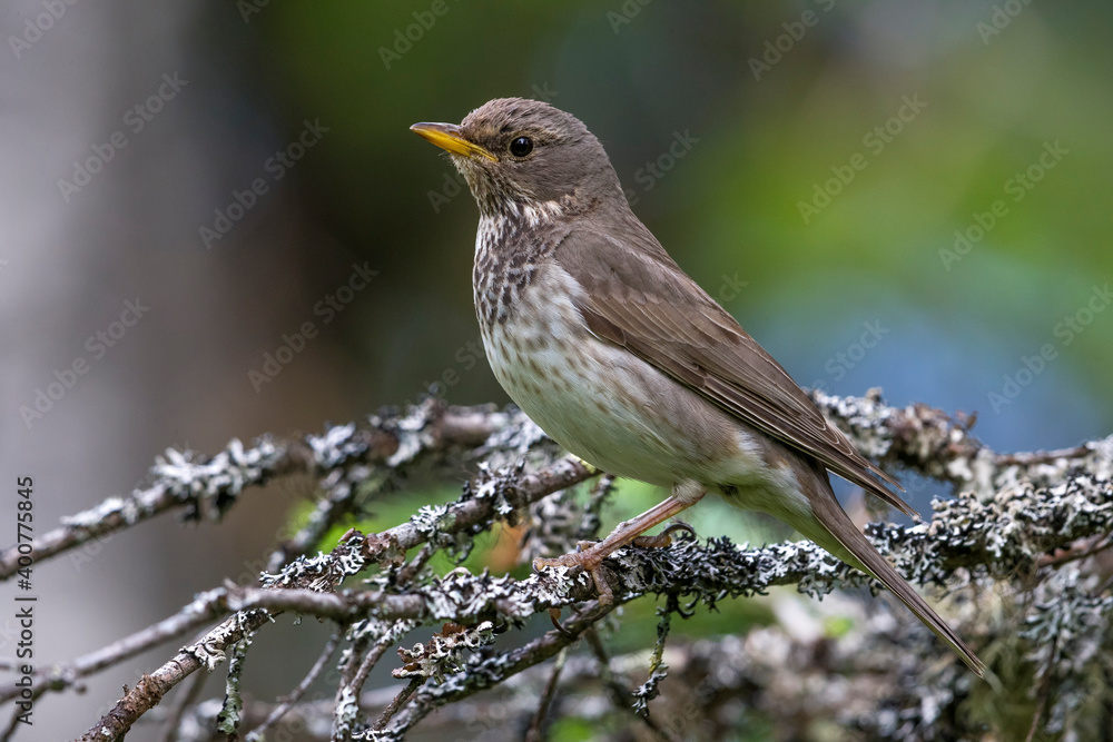 Zwartkeellijster; Black-throated Thrush; Turdus atrogularis Zwartkeellijster; Black-throated Thrush; Turdus atrogularis